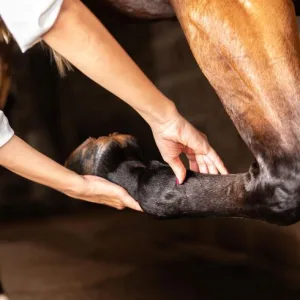 Equine Health & Medical