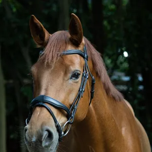 Indiana Signature Show Snaffle