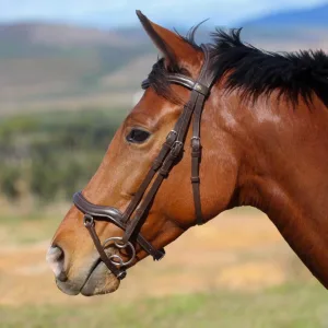 Indiana Stallion Bridle with Rubber Reins
